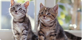 生体の販売はしておりません