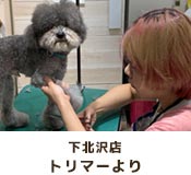 下北沢店トリマーより