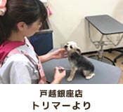 戸越銀座店トリマーより
